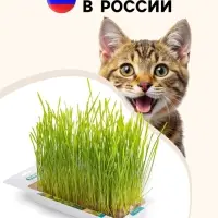 Трава TiTBiT для кошек, пшеница, 50 г