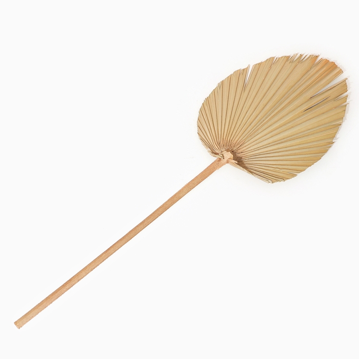 Сухие цветы &laquo;Лист пальмовый&raquo;, 52 &times; 14 &times; 2 см