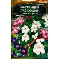 Семена цветов Маурандия лазающая, смесь сортов  Золотая серия, Ц/П,5 шт.