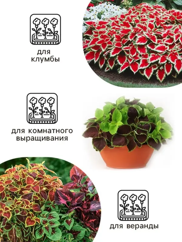 Семена цветов Колеус "Радуга" Фестиваль танца F1, О, 10 шт