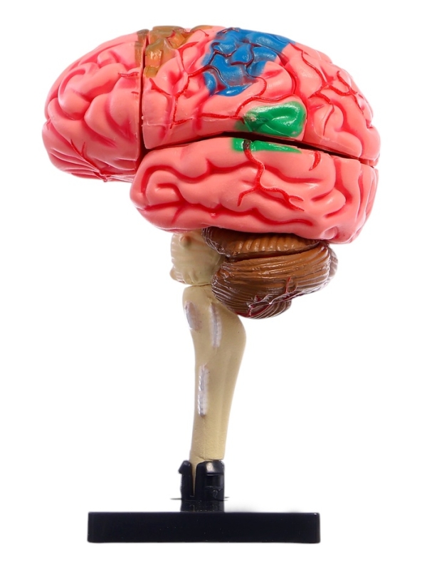 ЭВРИКИ Набор для опытов "Строение мозга", анатомическая модель