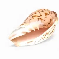 Ракушка декоративная, 6-7 см