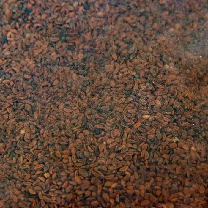 Семена Фацелия "Рецепты дедушки Никиты", 0,5 кг