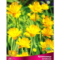 Купальница китайская, р-р I, 1 шт, Весна 2025