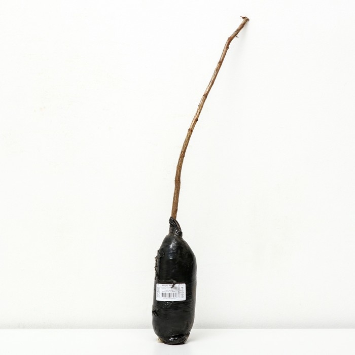 Йошта (крыжовник х смородина, йоштаберри) "Рекст" 1 шт, туба, Весна 2025