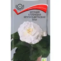 Семена цветов Бегония клубневая крупноцветковая Белая, 5шт