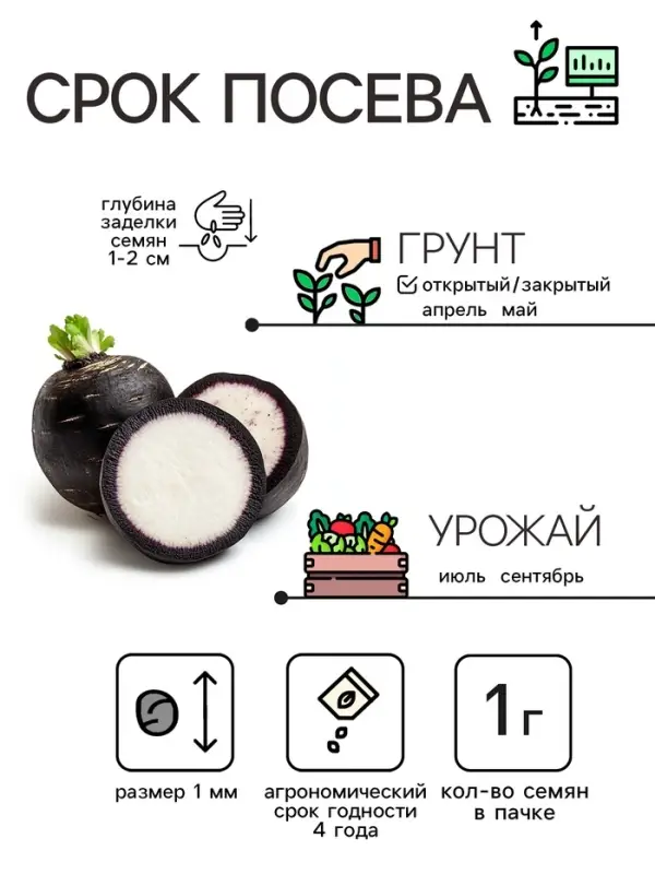Семена Редька "Зимняя круглая чёрная", среднеспелая, 1 г