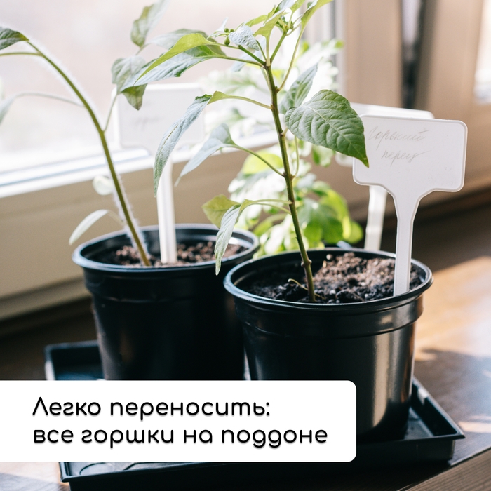 Набор для рассады: стаканы по 520 мл (8 шт.), поддон 40 &times; 30 см, чёрный, Greengo