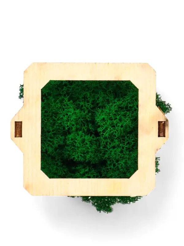 Кашпо композиция со мхом "Бриовуд", мох стабилизированный: Forest green (Зелёный лес)