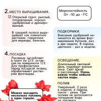 Амариллис Махровый Double King, многолетник, луковица, р-р 24/26, 1 шт.