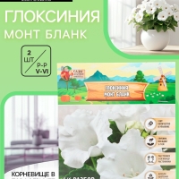 Глоксиния &laquo;Монт Бланк&raquo;, многолетник, комнатный, луковица в пакете с перфорацией, р-р 5/6, 2 шт.