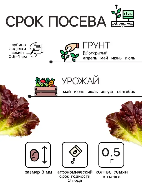 Семена Салат кочанный "Всесезонка", 0,5 г