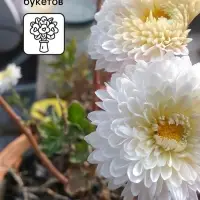 Семена Астра Принцесса Корина 0.3г*