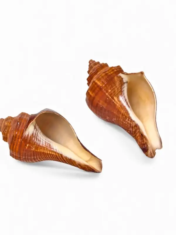 Ракушка декоративная, длина 5-6 см, ширина 4 см