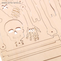 Набор для опытов &laquo;Строение человека&raquo;, 10 обучающих карточек