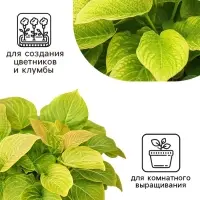 Семена цветов Колеус Визард Голден, 10шт