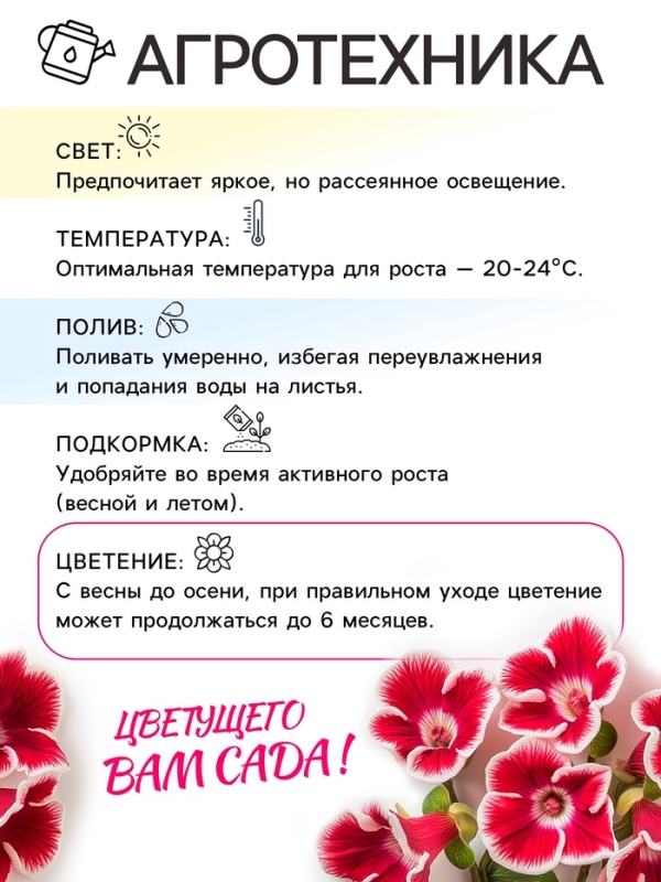 Глоксиния &laquo;Монт Бланк&raquo;, многолетник, комнатный, луковица в пакете с перфорацией, р-р 5/6, 2 шт.