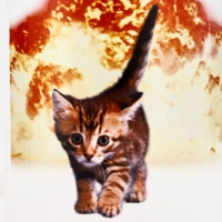 Кружка керамическая с сублимацией Дорого внимание &laquo;Не надо орать&raquo;, 320 мл