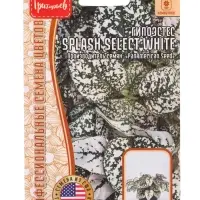 Семена цветов Гипоэстес Сплэш Селект Белый (Splash Select White)(PanAmerican Seed) 4шт.  12.29 г. 10