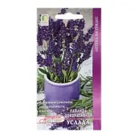 Набор семян Лаванда декоративная "Услада", 5 шт.