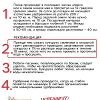 Семена Кукуруза сахарная "Ранняя лакомка 121", 5 г