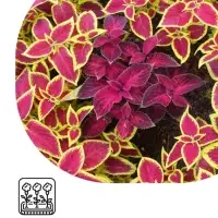 Семена цветов Колеус блюме "Райнбоу" смесь сортов, ц/п, 0,05 г