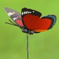 Штекер "Бабочка Дельфиус" 25см, набор 15шт, МИКС