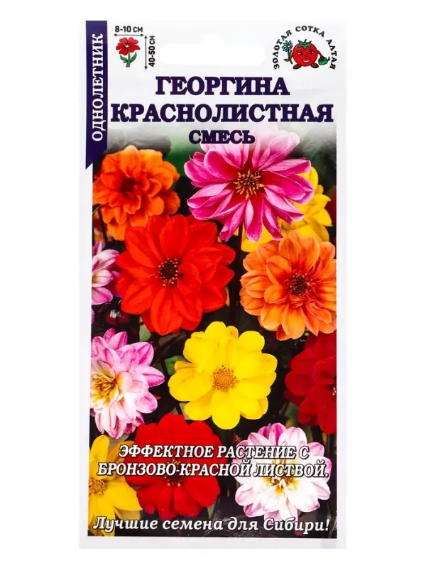 Семена Георгина Краснолистная см /Сотка/ 0,1 г (40-50см, махр и полумахр)/*1500