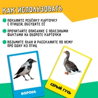 Развивающий набор &laquo;Перелётные и зимующие птицы&raquo;