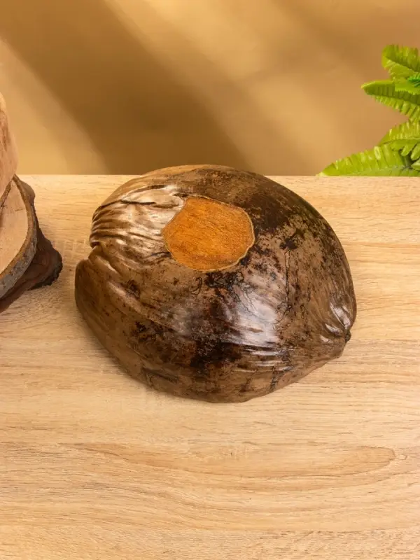 Чаша из кокоса, 22х24,5х9 см, коричнево-золотой