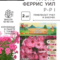 Флокс &laquo;Феррис Уил&raquo; корневище в пакете с торфогрунтом, р-р I, 2 шт.
