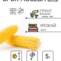 Семена Кукуруза сахарная "Ранняя лакомка 121", 5 г