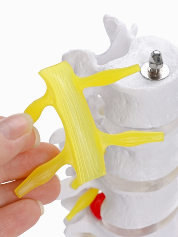 Макет "Грудная клетка, тазовые кости" 65*33*25см