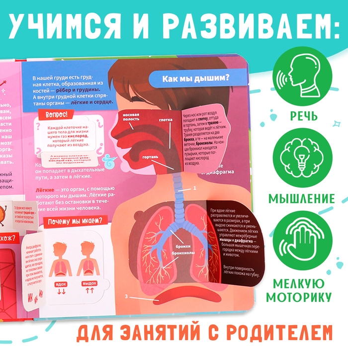 Книга с окошками &laquo;Как устроено моё тело?&raquo;, 55 окошек, энциклопедия