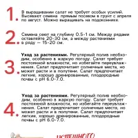 Семена Салат "Кучерявец Одесский", 0,5 г