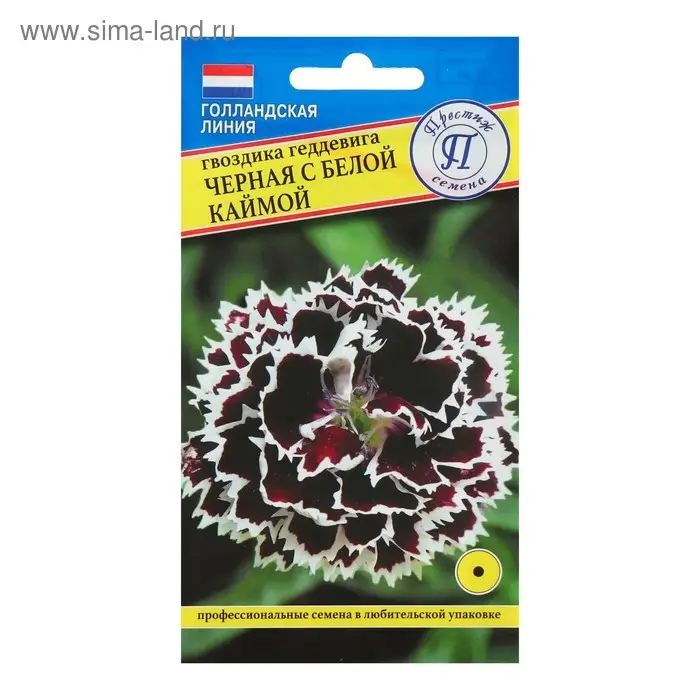 Семена цветов Гвоздика "Черная с белой каймой", 15 шт