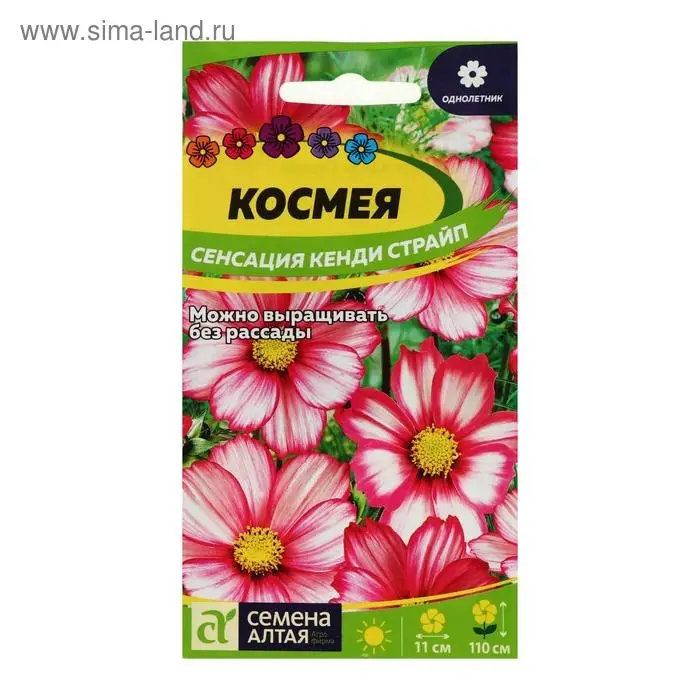 Семена цветов Космея "Сенсация" Кенди Страйп, О, ц/п, 0,5 г