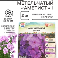 Флокс метельчатый &laquo;Аметист&raquo;, корневище в пакете с торфогрунтом, р-р I, 2 шт.