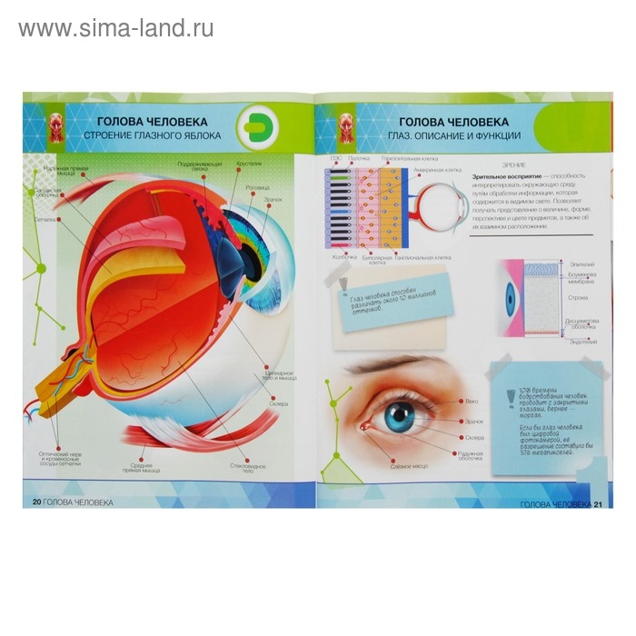 Энциклопедия 4D в дополненной реальности &laquo;Анатомия: органы человека&raquo;