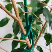 Подвязка для растений &laquo;Лягушка&raquo;, набор 2 шт., зелёная, Greengo