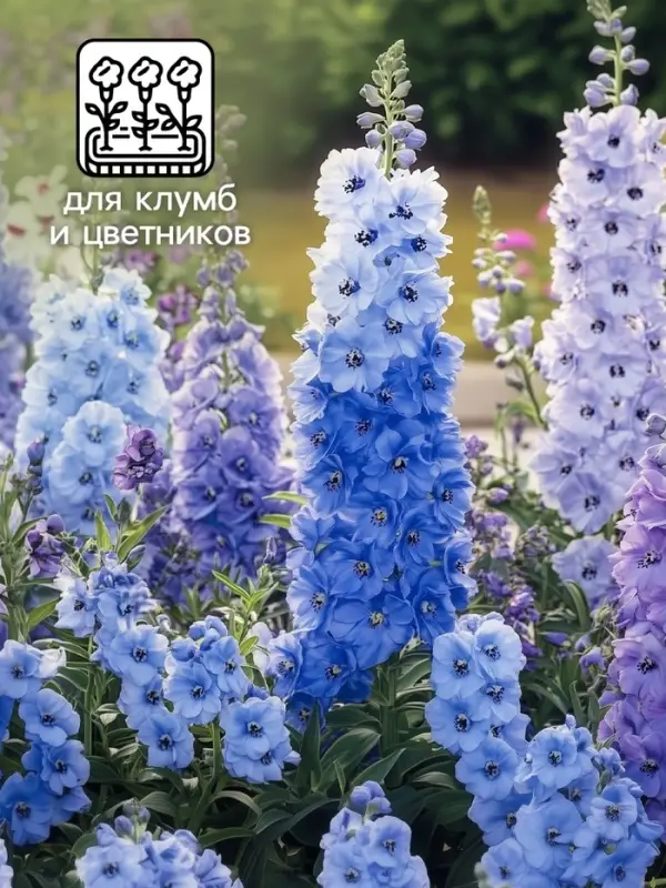 Семена цветов Дельфиниум "Волшебный фонтан", 0,1 г