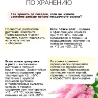 Астильба Арендса Cattleya многолетник, корневище в торфогрунте, р-р II, 2 шт.