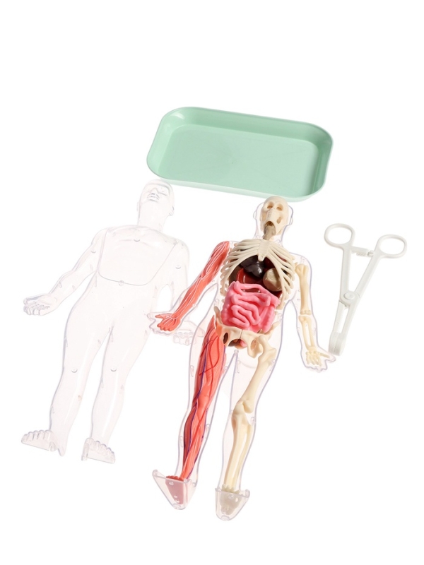 ЭВРИКИ Набор для опытов "Строение тела", светящееся с мягкими органами