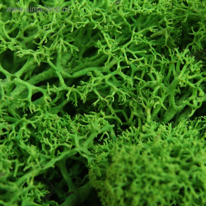 Мох стабилизированный Мох стабилизированный "Салатовый" 45 гр (+-5 гр).