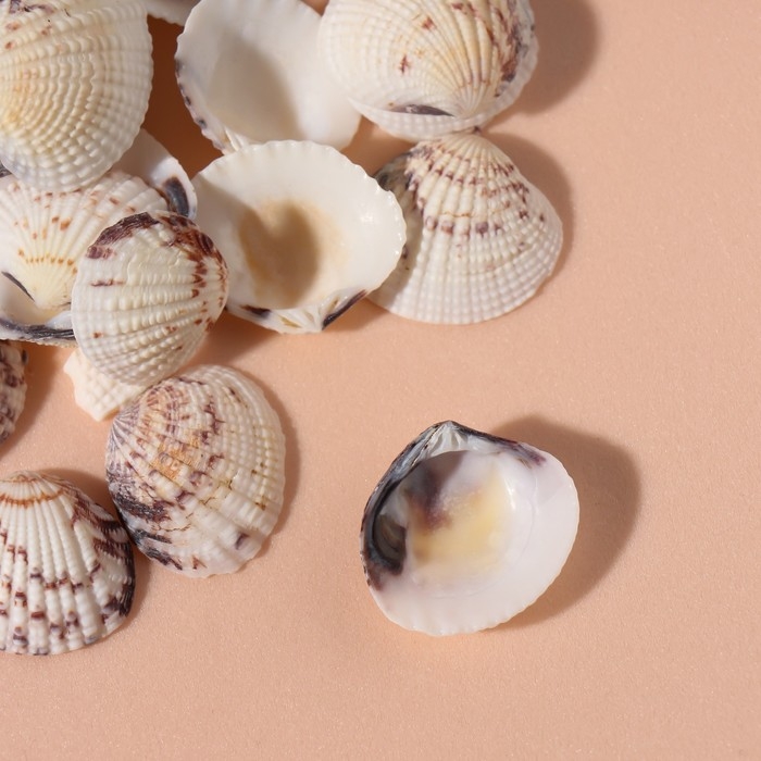 Ракушки природные декоративные "Венус тигровая" набор 100 гр