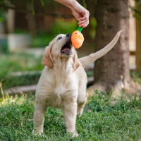 Игрушка для собак &laquo;Морковка&raquo; с пищалкой, 18 см, оранжевая