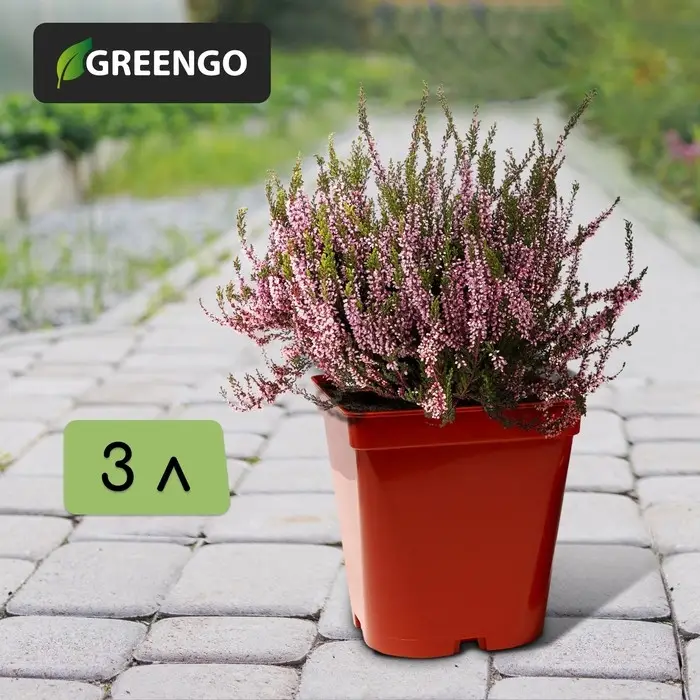 Горшок для рассады, 3 л, d = 16 см, h = 16 см, терракот, Greengo