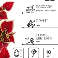 Семена цветов Колеус "Визард Скарлет", 10 шт