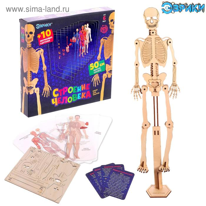 Набор для опытов &laquo;Строение человека&raquo;, 10 обучающих карточек