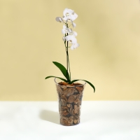 Горшок для орхидей, 1,3 л, 13,6 &times; 14,1 &times; 20 см, пластик, прозрачный